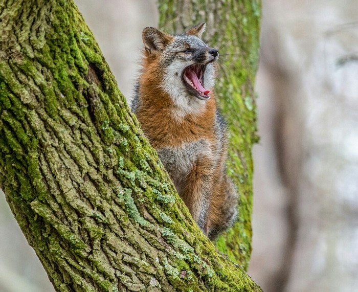Gray fox on a tree ^.^ - Animals, Fox, Tree, 