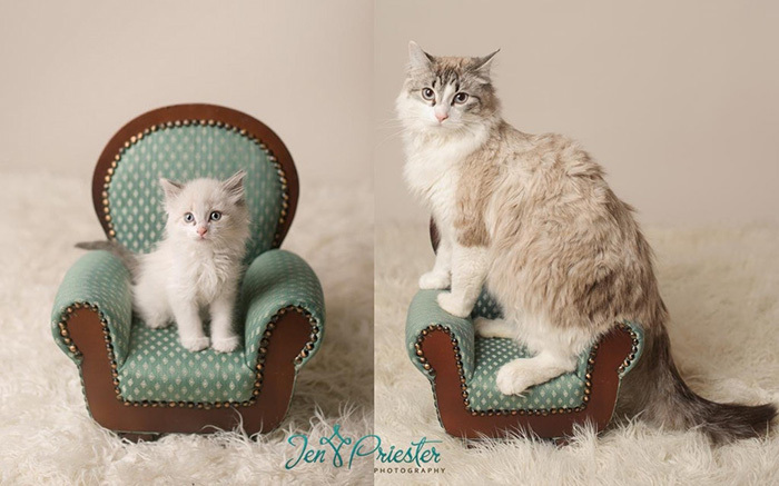 The chair has shrunk in size in just a year - Armchair, cat