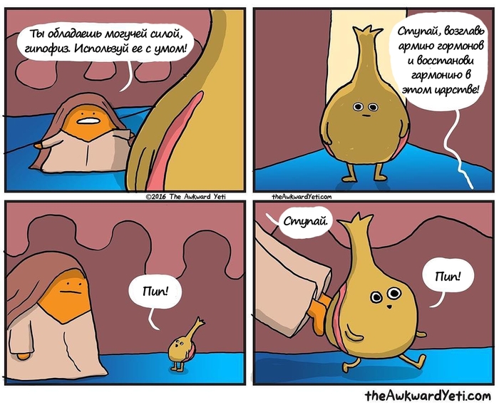 Могучий маленький гипофиз