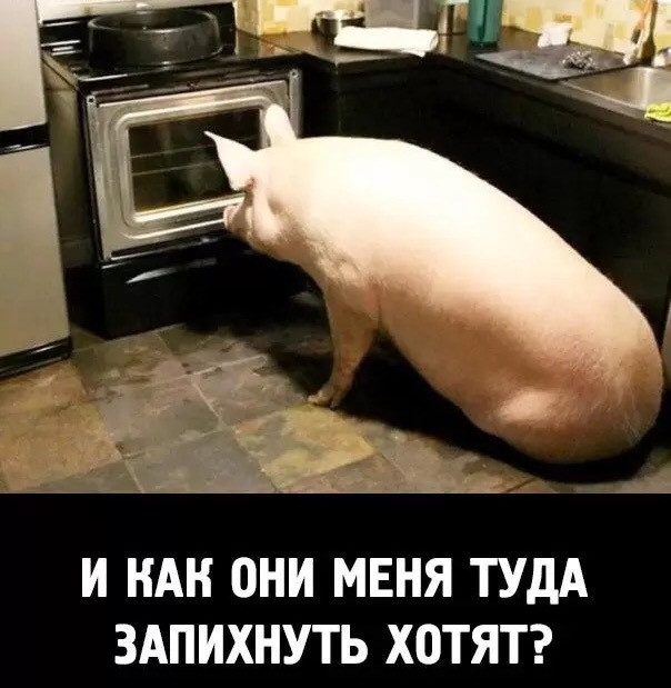 Oven - Oven, Pork