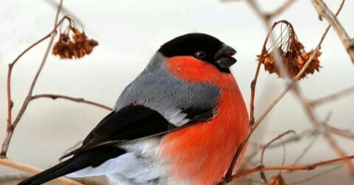 первый снегирь. первый снегирь. снегирь вьюрковые. булфинч снегирь. первый снегирь.
