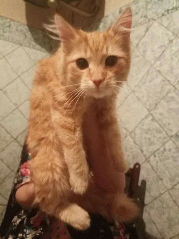 The cat is looking for a home, Kyiv! - cat, Redheads, In good hands, Kiev