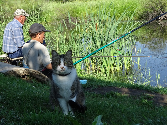 Well, what are you watching and silent? Are you after the fish? Sorry, but this place, I already staked! - My, Lake, Fishermen, Fishing rod, Reeds, cat, Funny, With your own hands