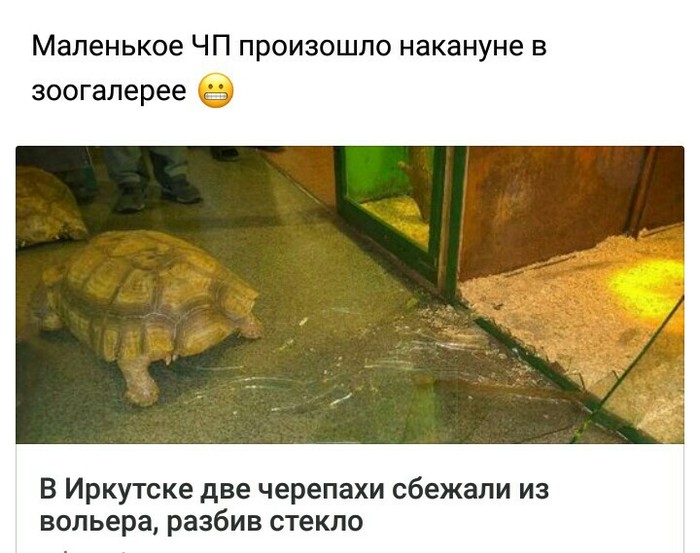 Chicken coop escape - The escape, Teenage Mutant Ninja Turtles, Irkutsk