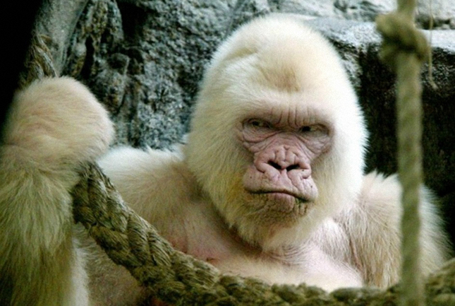 The rarest gorilla. - Gorilla, Albino, Guinness Book of Records, Longpost