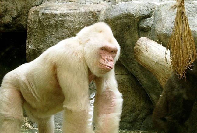 The rarest gorilla. - Gorilla, Albino, Guinness Book of Records, Longpost