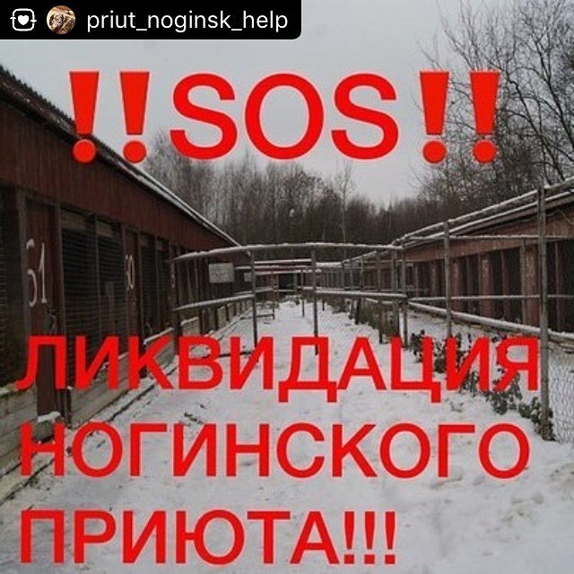 Animals for scrap! - My, Animals, Help, Deputies, Murder, Resonance, Problem, Noginsk, Shelter, Longpost