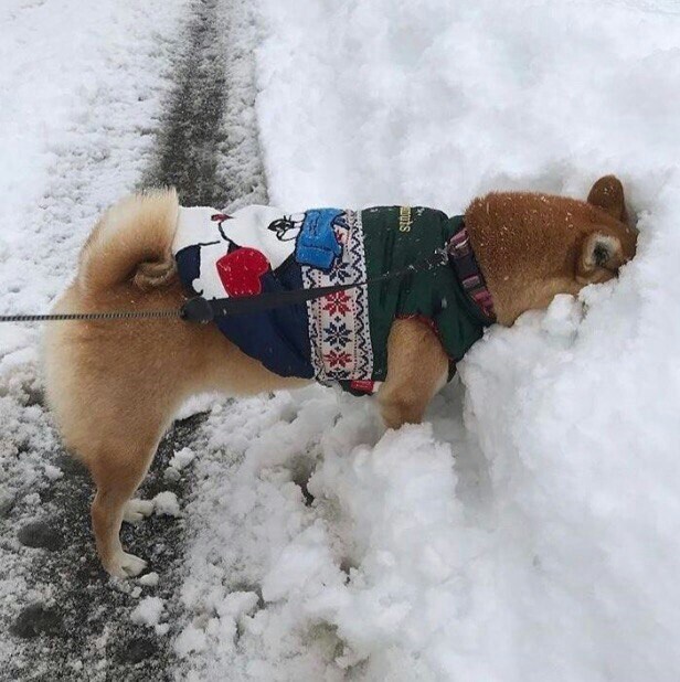 It's me, trying to hide from problems - Dog, Shiba Inu, Snow, Milota