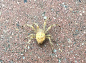 Rostovites were frightened by an unusual spider on a city street - Rostov-on-Don, The street, Spider, Longpost