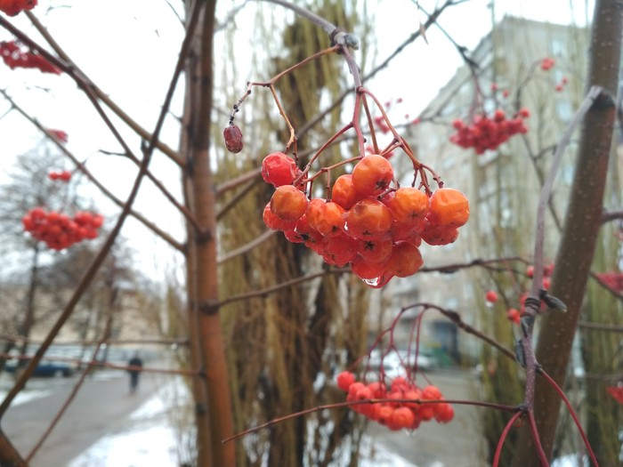 weeping rowan - Rain, Rowan, My, Nature