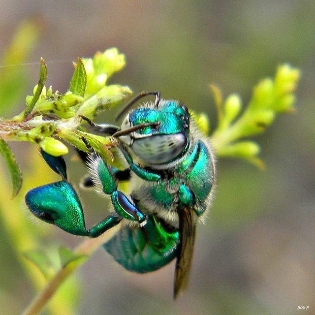 Euglossini. - Insects, Bees, Orchids, Symbiosis, Longpost, Video