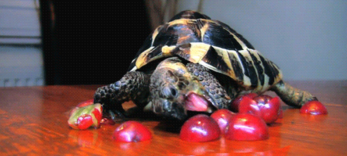 Se puede comer la tortuga