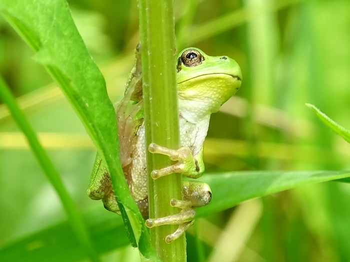 Of course, I'm wildly sorry, but have you seen the prince here? And then I was already sick of holding this arrow! - My, Frogs, Tree frog, Nature, Stalk, , Humor