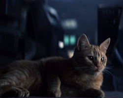 Jones came)) - cat, Stranger, Sigourney Weaver, Longpost, Woolen, Jonesy