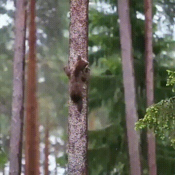 Медвежата | Пикабу