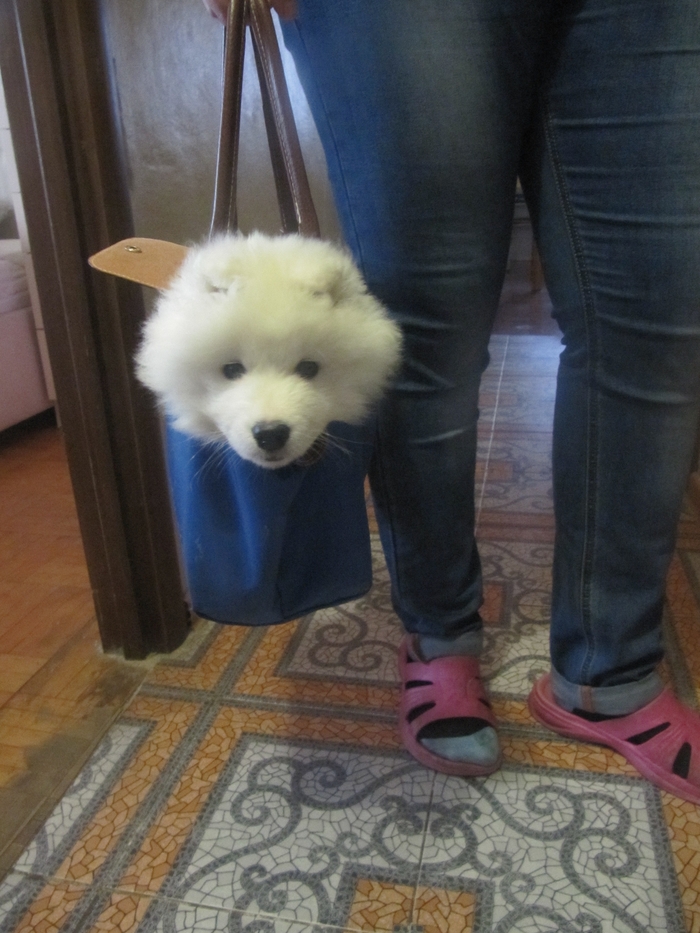 Ready for transport! - My, Dog, Milota, , Samoyed, Pets