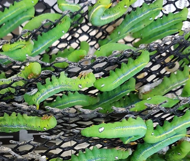 BREEDING OF OLEADROUS HAWT IN ARTIFICIAL CONDITIONS - My, Arachnoforbes, , House insect, Butterfly, Hawk, Oleander hawk moth, Longpost