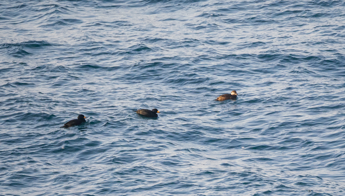 Some more birds - My, Birds, Walk, Nature, Tourism, Pokatushki, Sea, Longpost