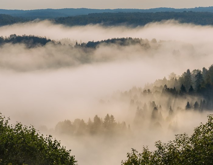 Natural Park Veps Forest - Veps forest, Leningrad region, Russia, A selection, Longpost