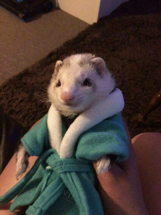 Just a Ferret in a bathrobe. - Ferret, Robe, Milota, Pets, Funny