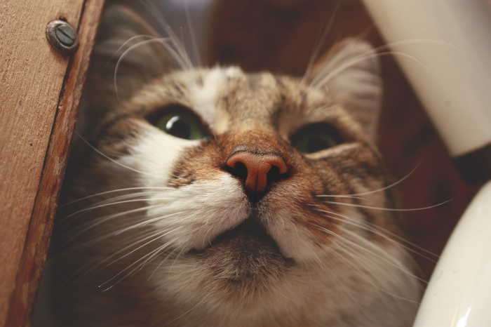 Something thinned squads of seals on a peekaboo - My, cat, Nose, The photo