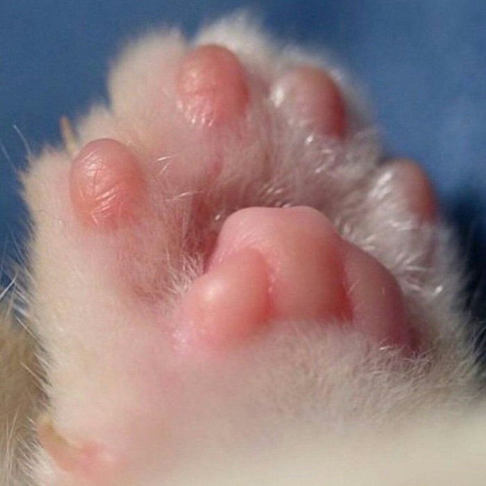 Paws - Peekaboo, Paws, Animals