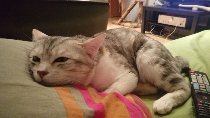 Мой Бобтейл - Моё, Кот, Котомафия, Котопес, Длиннопост, Домашние животные