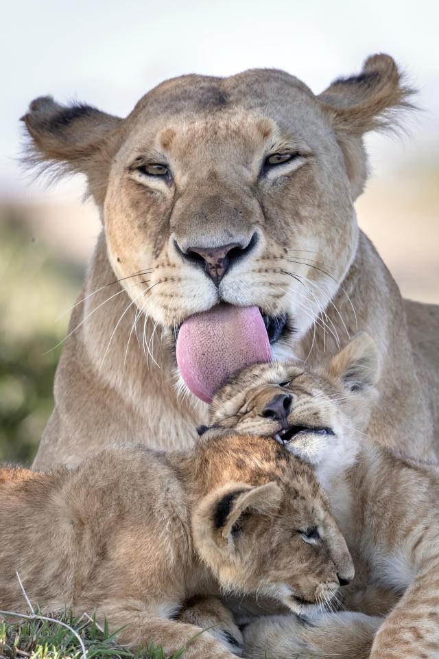 Mum - Mum, Children, Lioness, Young, Animals, Nature, Upbringing