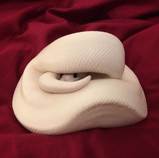 Shy - Animals, Snake, Snek