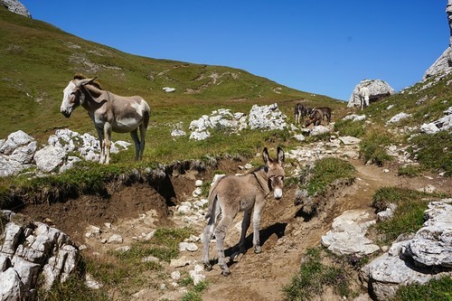 Day seven. - My, Italy, The mountains, The photo, Hike, , Dolomites, Alps, Dolomites, Longpost