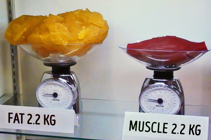 Bone broad versus muscle - Muscle, Fat, The bone is wide, Measurements, Comparison