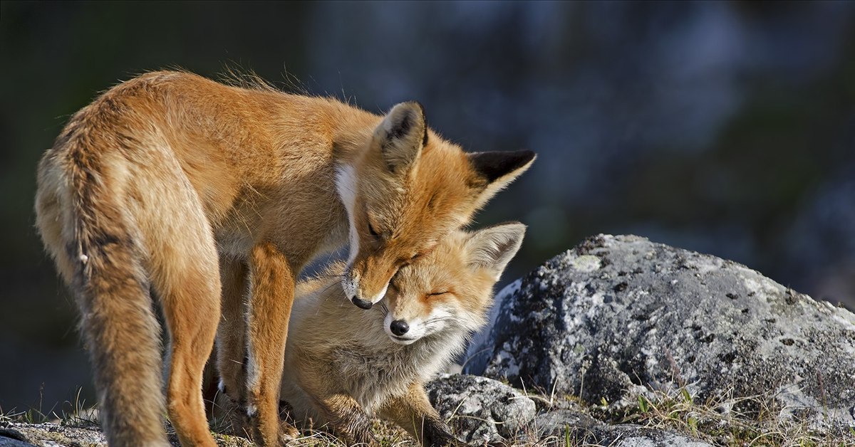 Лисы любовь. Лис фокси рокси. Две лисы. Дикие животные. Лисички 34.