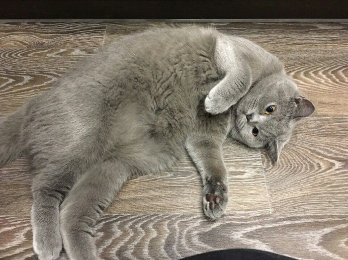 When you think about your life - British Shorthair, My, cat