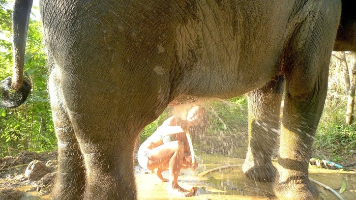 Как помыть слона: пошаговая инструкция Всё как у зверей, слоны, работа мечты, Тимонова, хобот, Банный день, Таиланд, длиннопост