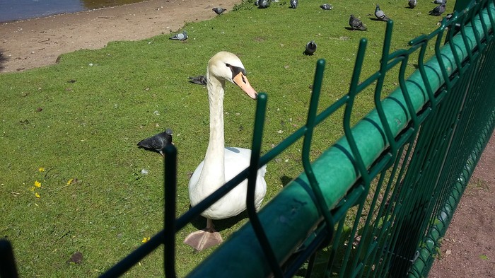 What do you want, fool? - Animals, Swans