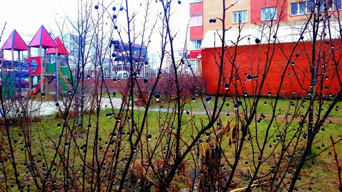 Kursk winter - My, Kursk, Winter, Heat, Bloom, Weather