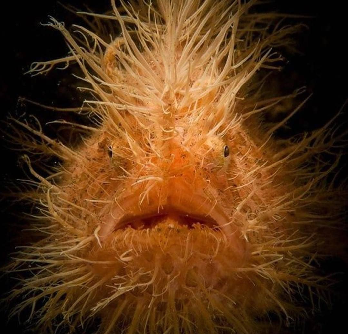 Морской чудик) | Пикабу