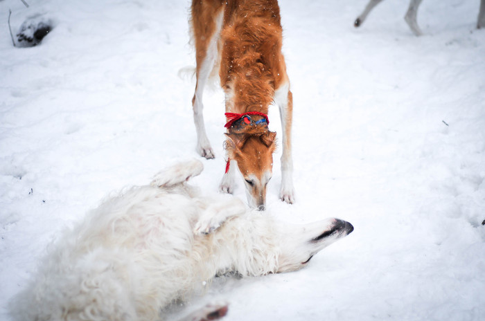 Finally, winter has come in St. Petersburg. - Russian Greyhound, Greyhound, My, Dog, Winter