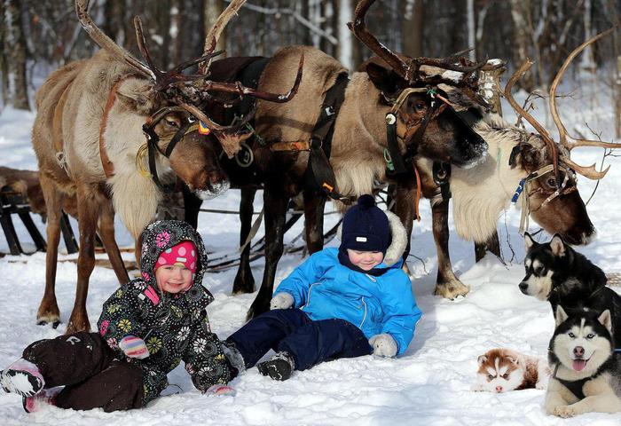 In the park Tsaritsyno ride on horses, deer and huskies! - Deer, Holidays, Tsaritsyno, where to go, Deer