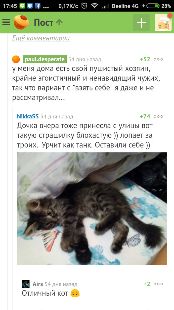 Кото-пост,  моему единственном подписчику - Моё, Кот, Котенок найденыш, Было-Стало, Длиннопост