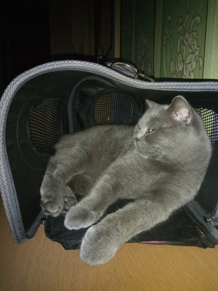 Owner, buy a new carrier, I've grown a little ... - My, cat, British