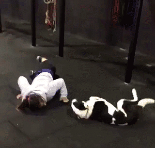 Do one, do two - Dog, Girls, Physical Education, Sport, Pets, Gym, Exercises, GIF