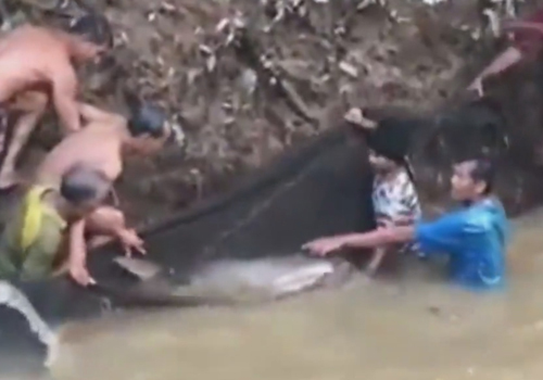 Villagers rescued a 200-kilogram catfish affected by the flood - Catfish, The rescue, Flood, Longpost