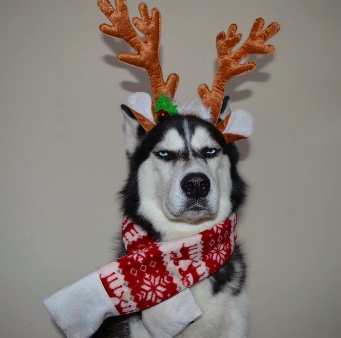 The owner arranged a Christmas photo shoot with her dog, but the resulting pictures can hardly be called festive - Dog, PHOTOSESSION, New Year, Longpost