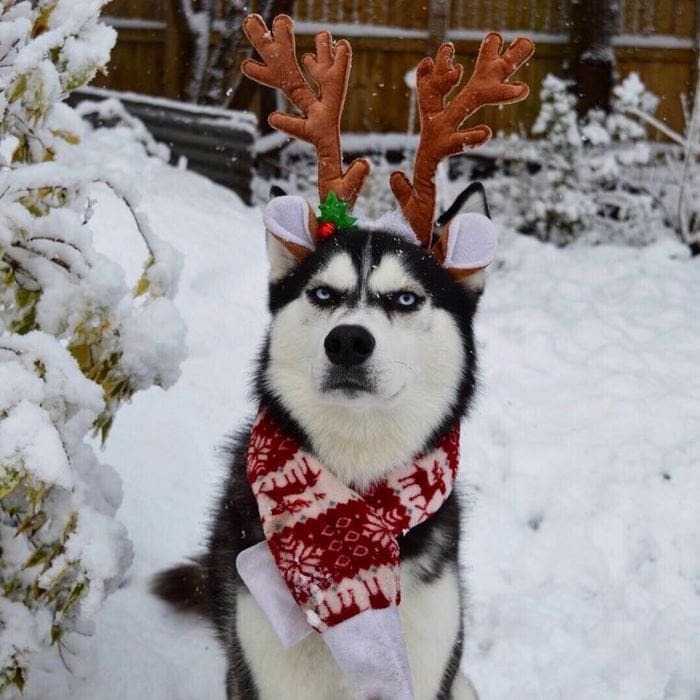 The owner arranged a Christmas photo shoot with her dog, but the resulting pictures can hardly be called festive - Dog, PHOTOSESSION, New Year, Longpost