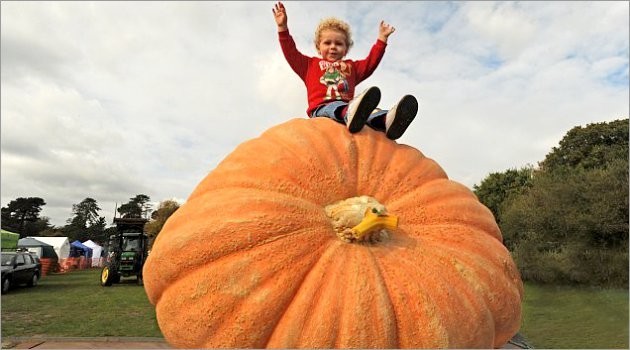 Come on, pumpkin, let's turn into a carriage! - , , 