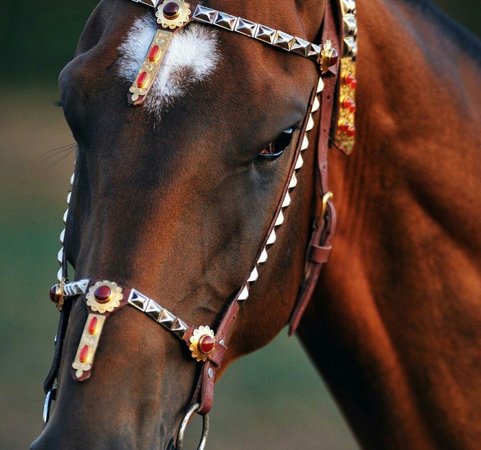 Томный кобылий взгляд