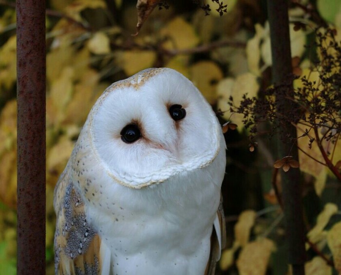 A touching look. - Affection, Owl, The photo, Barn owl, Sight