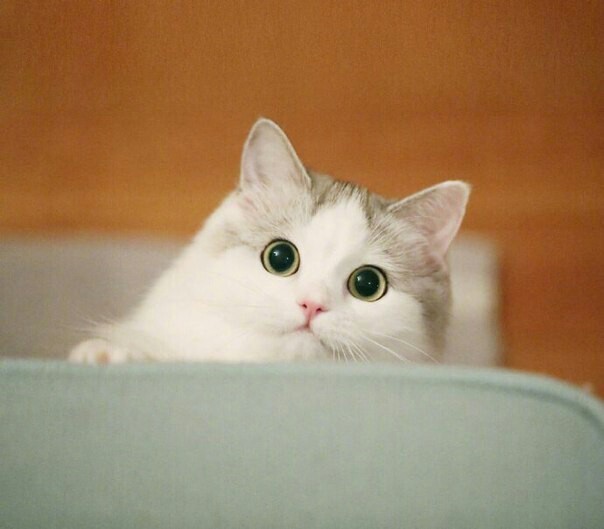  pikabu,   ! , , 