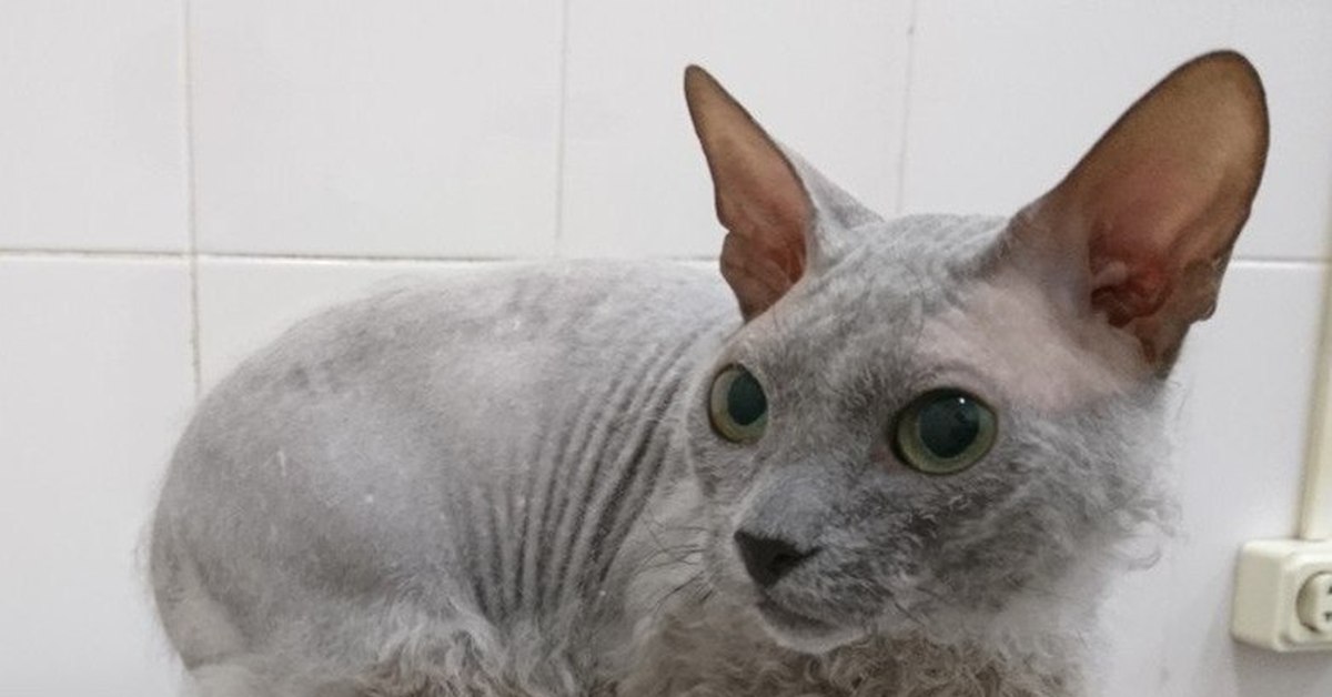 помощь сфинксам и корнишам. голова девон рекса и сфинкса. корниш рекс лысый. помесь девон рекса и сфинкса. екатеринбургский сфинкс.